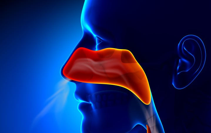 Rhinorrhée : écoulement provenant du nez